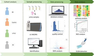 Exploration of potential biomarkers for early bladder cancer based on urine proteomics